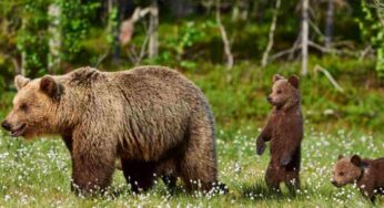 Life ursus, dal ripopolamento al lager per orsi