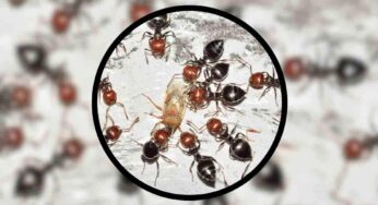 Repellente naturale contro le formiche, basta un ingrediente rubato dalla tua cucina