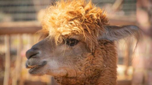 Trekking con i simpatici alpaca