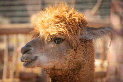 Trekking con i simpatici alpaca